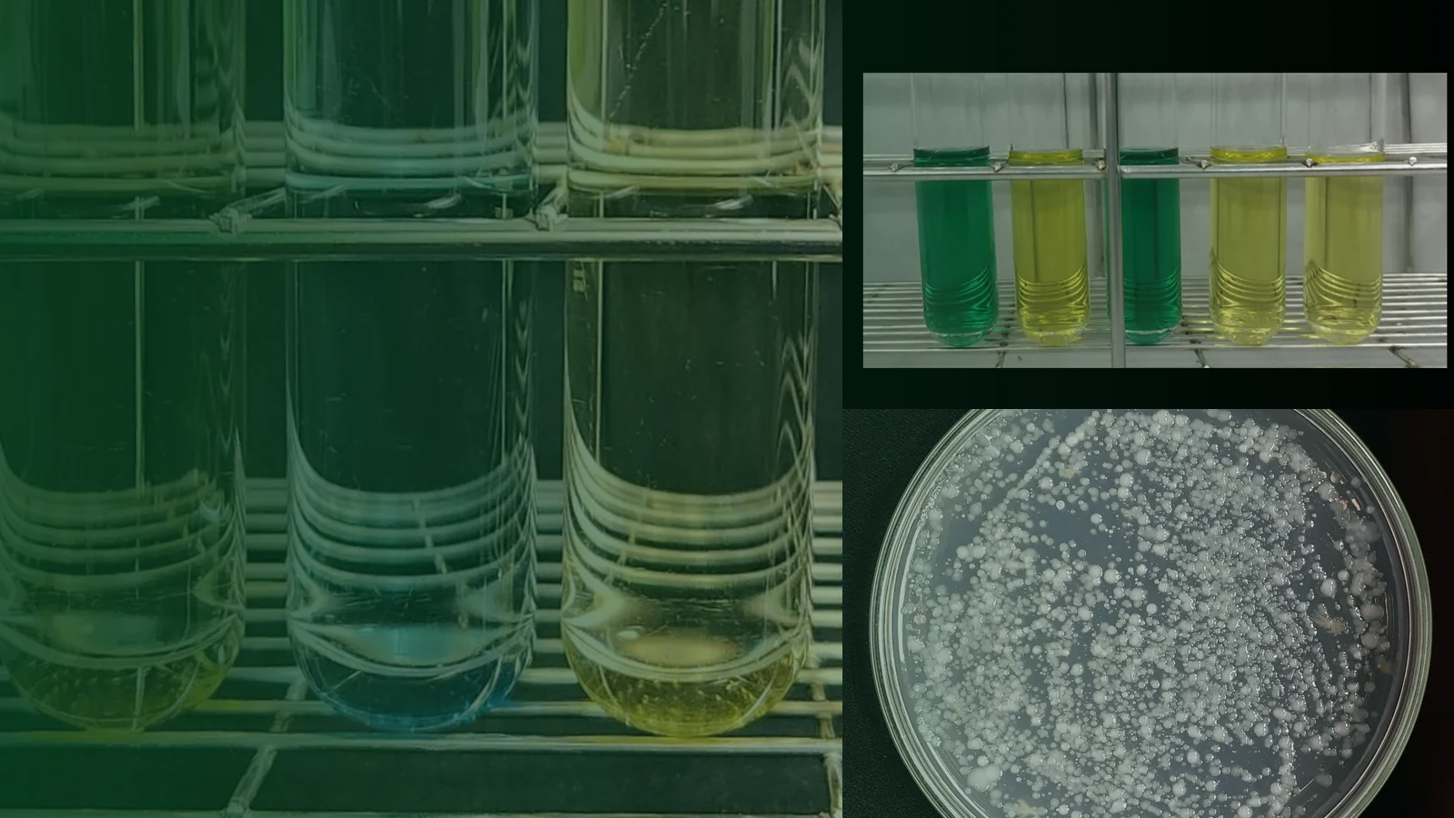 The Bacillus platform for aquaculture
