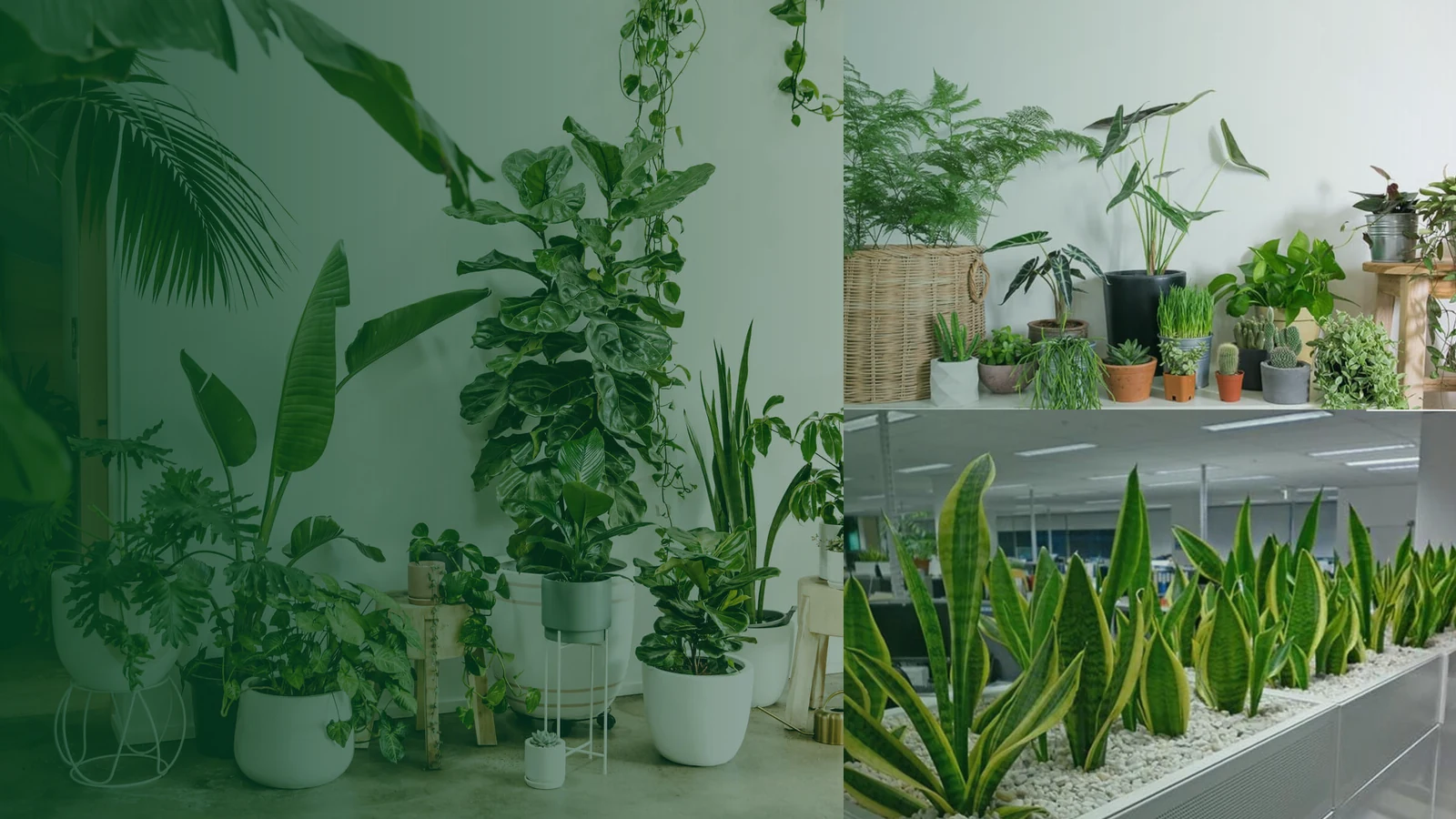 Cây văn phòng cần dinh dưỡng khác cây ngoài trời như thế nào?