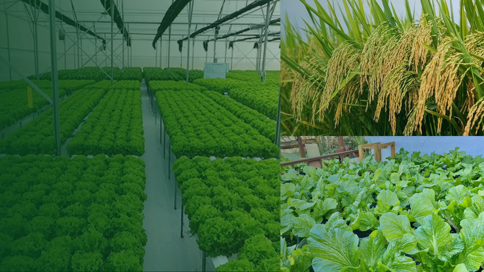 HuBaZyme and agriculture