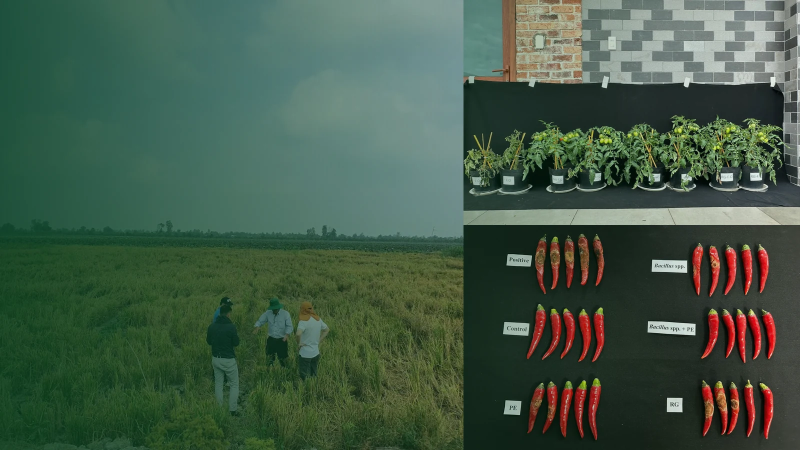 RACOZYME for agriculture