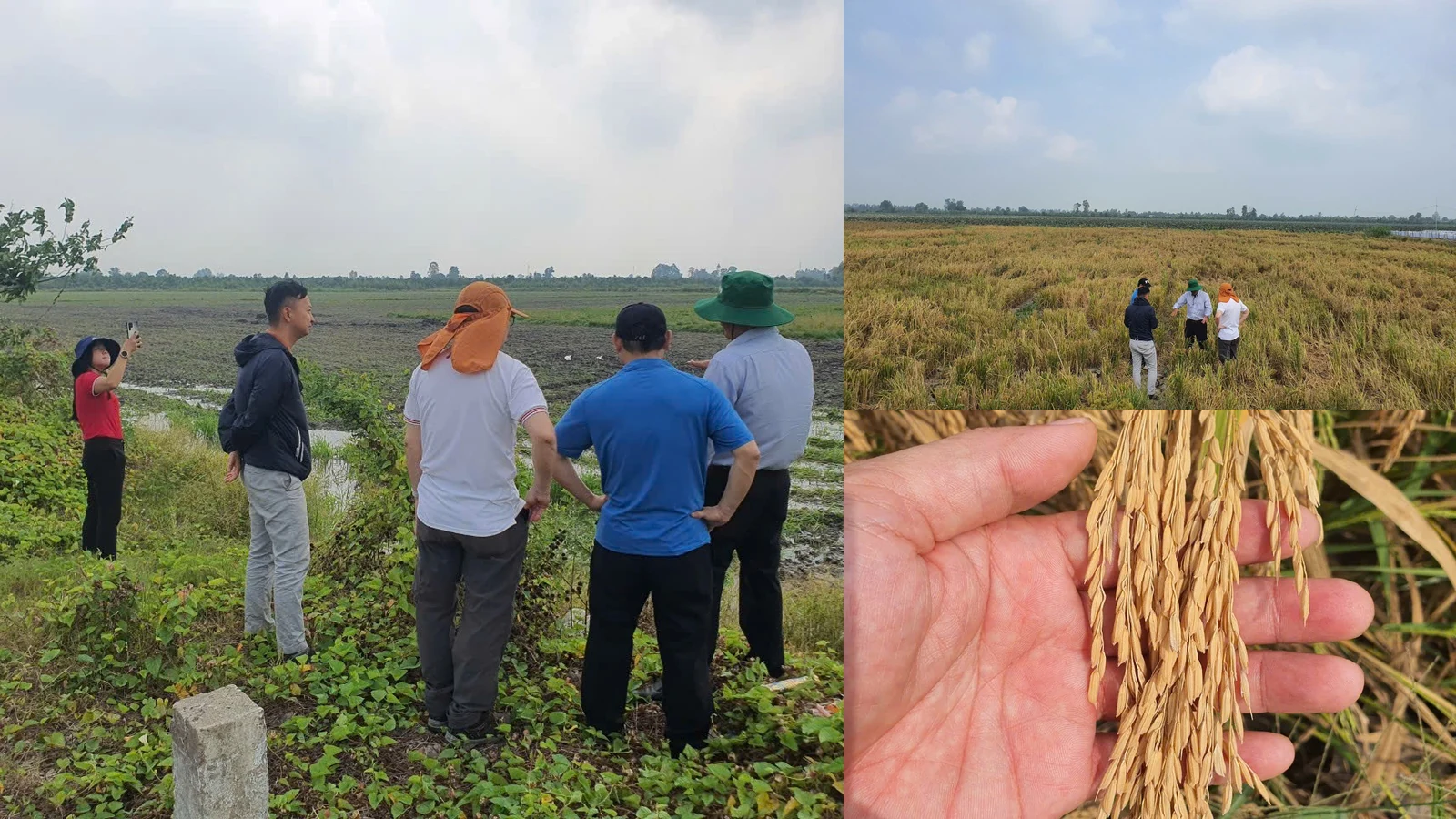 Hình ảnh thực nghiệm xử lý rơm rạ sau thu hoạch